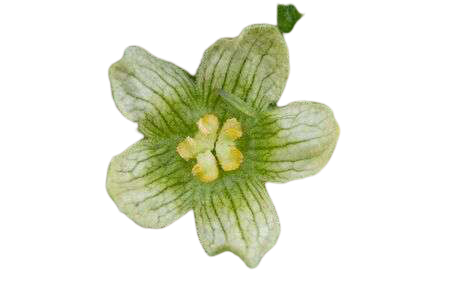 Bryonia-img